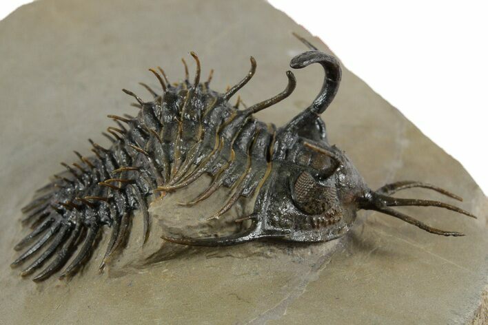 Short-Fork Walliserops Hammi Trilobite - Foum Zguid, Morocco #350488